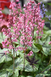 Pink Fizz Foamy Bells (Heucherella 'Pink Fizz') at English Gardens