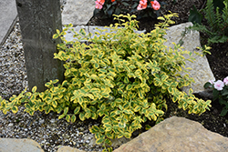 Gold Splash Wintercreeper (Euonymus fortunei 'Roemertwo') at English Gardens