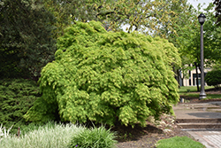 Cutleaf Japanese Maple (Acer palmatum 'Dissectum Viridis') at English Gardens