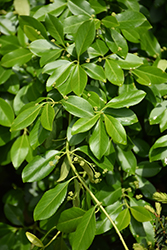 Purpleleaf Wintercreeper (Euonymus fortunei 'Coloratus') at English Gardens