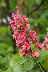 Ruby Red Horse Chestnut (Aesculus x carnea 'Briotti') at English Gardens
