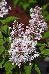 Beauty of Moscow Lilac (Syringa vulgaris 'Beauty of Moscow') at English Gardens
