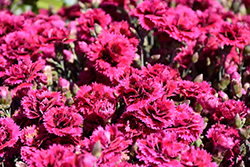 Starlette Pinks (Dianthus 'Evian') at English Gardens