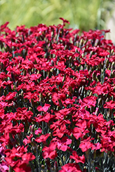 Frosty Fire Pinks (Dianthus 'Frosty Fire') at English Gardens