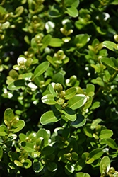 Sprinter Boxwood (Buxus microphylla 'Bulthouse') at English Gardens