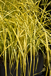 Bowles' Golden Sedge (Carex elata 'Bowles Golden') at English Gardens