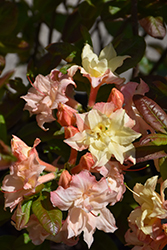 Cannon's Double Azalea (Rhododendron 'Cannon's Double') at English Gardens