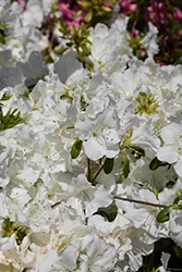 Girard's Pleasant White Azalea (Rhododendron 'Girard's Pleasant White') at English Gardens