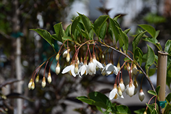 Fragrant Fountain Japanese Snowbell (Styrax japonicus 'Fragrant Fountain') at English Gardens