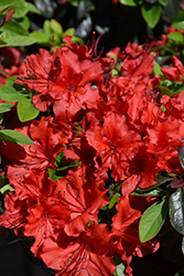 Girard's Scarlet Azalea (Rhododendron 'Girard's Scarlet') at English Gardens