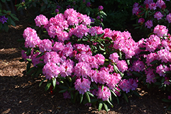 Dandy Man Pink Rhododendron (Rhododendron 'PKT2011') at English Gardens