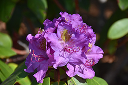 Dandy Man Purple Rhododendron (Rhododendron 'LAVJ2011') at English Gardens