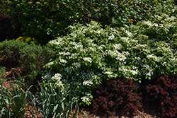 Wabi Sabi Doublefile Viburnum (Viburnum plicatum 'SMVPTFD') at English Gardens