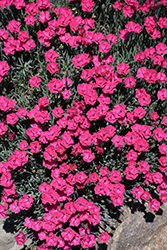Paint The Town Red Pinks (Dianthus 'Paint The Town Red') at English Gardens