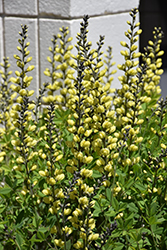 American Goldfinch False Indigo (Baptisia 'American Goldfinch') at English Gardens