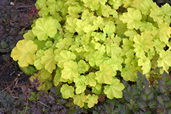 Primo Pretty Pistachio Coral Bells (Heuchera 'Pretty Pistachio') at English Gardens