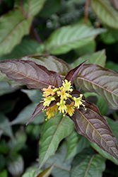 Nightglow Diervilla (Diervilla splendens 'El Madrigal') at English Gardens
