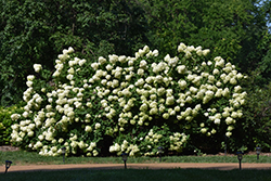 Limelight Hydrangea (Hydrangea paniculata 'Limelight') at English Gardens