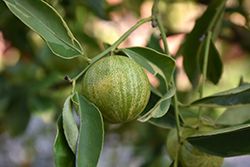 Centennial Variegated Kumquat (Fortunella margarita 'Centennial') at English Gardens