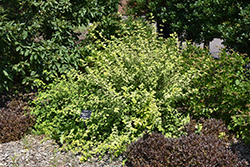 Sunshine Blue II Caryopteris (Caryopteris incana 'SMNCVH') at English Gardens