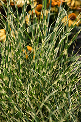 Bandwidth Maiden Grass (Miscanthus sinensis 'NCMS2B') at English Gardens