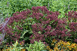 Euphoria Ruby Joe Pye Weed (Eupatorium purpureum 'FLOREUPRE1') at English Gardens