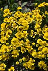 Salud Yellow Sneezeweed (Helenium autumnale 'Balsalulow') at English Gardens