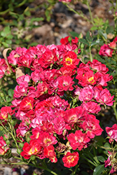 Pink Drift Rose (Rosa 'Meijocos') at English Gardens