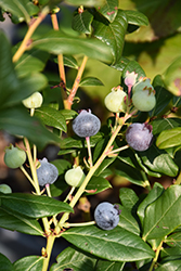 Perpetua Blueberry (Vaccinium 'ORUS-61-1') at English Gardens