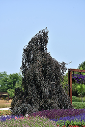 Purple Fountain Beech (Fagus sylvatica 'Purple Fountain') at English Gardens