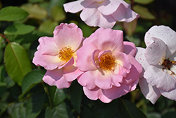 Peachy Knock Out Rose (Rosa 'Radgor') at English Gardens
