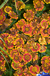 Mariachi Bandera Sneezeweed (Helenium autumnale 'Bandera') at English Gardens