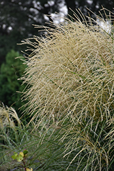 Encore Maiden Grass (Miscanthus sinensis 'Encore') at English Gardens