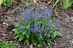 Magic Show Wizard of Ahhs Speedwell (Veronica 'Wizard of Ahhs') at English Gardens