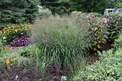 Prairie Winds Apache Rose Switch Grass (Panicum virgatum 'Apache Rose') at English Gardens