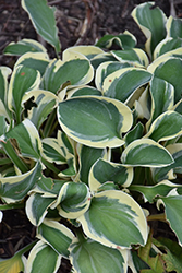 Mighty Mouse Hosta (Hosta 'Mighty Mouse') at English Gardens