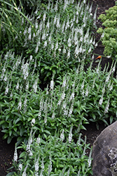 White Wands Speedwell (Veronica 'White Wands') at English Gardens