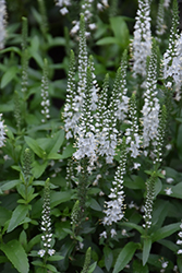 White Wands Speedwell (Veronica 'White Wands') at English Gardens