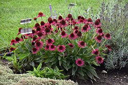 Delicious Candy Coneflower (Echinacea 'Delicious Candy') at English Gardens