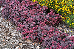 Dazzleberry Stonecrop (Sedum 'Dazzleberry') at English Gardens