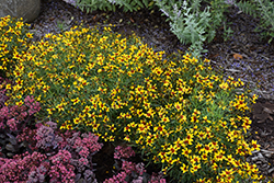 Sizzle And Spice Curry Up Tickseed (Coreopsis verticillata 'Curry Up') at English Gardens