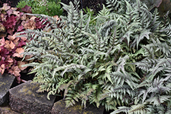 Japanese Painted Fern (Athyrium nipponicum 'Pictum') at English Gardens