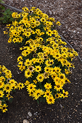 Tuscan Gold False Sunflower (Heliopsis helianthoides 'Inhelsodor') at English Gardens