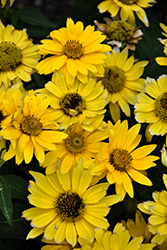 Tuscan Gold False Sunflower (Heliopsis helianthoides 'Inhelsodor') at English Gardens