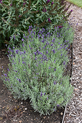 Sweet Romance Lavender (Lavandula angustifolia 'Kerlavangem') at English Gardens