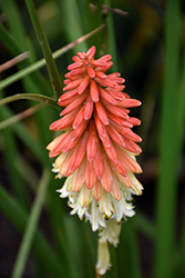 High Roller Torchlily (Kniphofia 'High Roller') at English Gardens