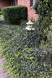English Ivy (Hedera helix) at English Gardens