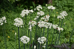 Garlic Chives (Allium tuberosum) at English Gardens
