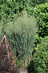 Prairie Winds Totem Pole Switch Grass (Panicum virgatum 'Totem Pole') at English Gardens