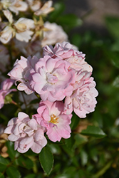 The Fairy Rose (Rosa 'The Fairy') at English Gardens